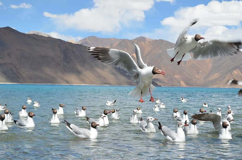 Lakes of leh Ladakh