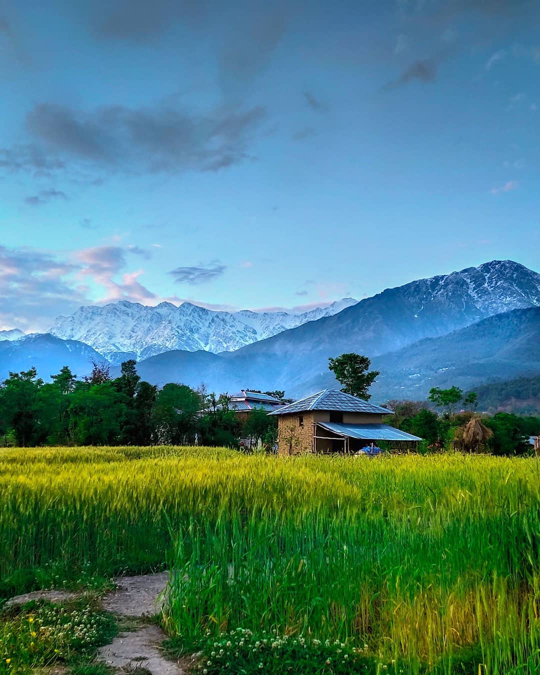 things to do in palampur dharamshala