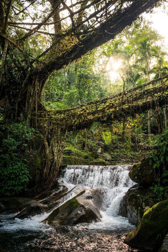 Double Decker Root Bridge trek Nongriat