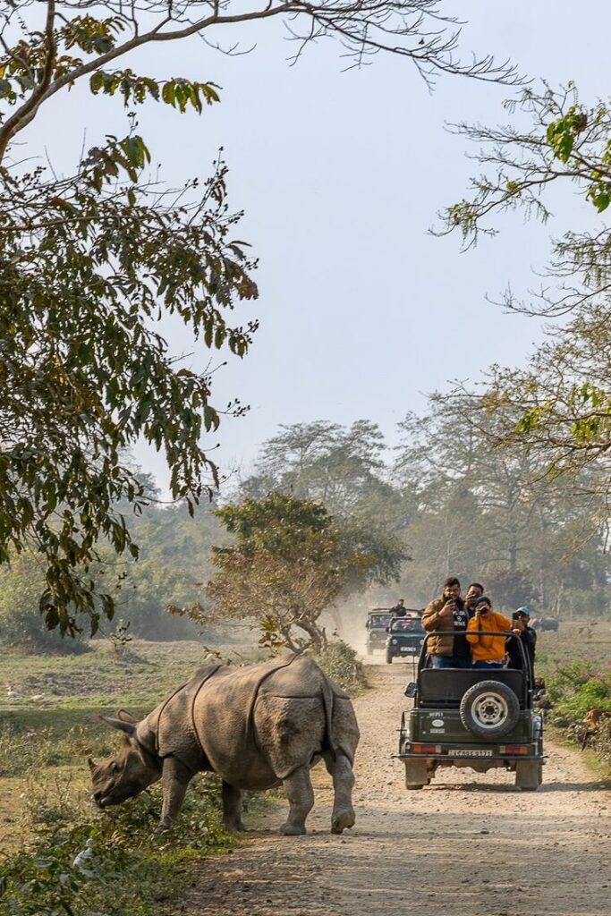 Jeep safari in Kaziranga National Park