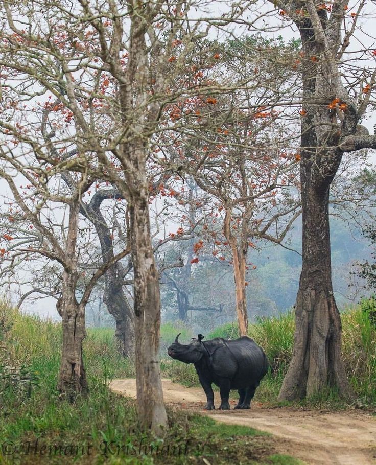 9-Day Arunachal Pradesh with Kaziranga itinerary
