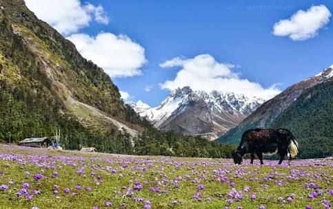 Best of Sikkim 6N/7D Tour Plan