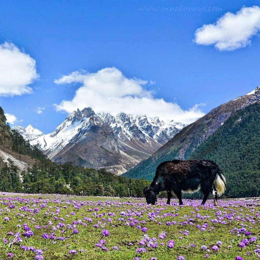 8 Days Sikkim Tour Package