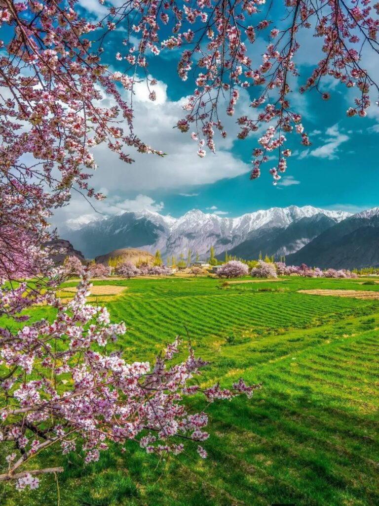 7 Day Apricot Blossom Tour Leh Ladakh