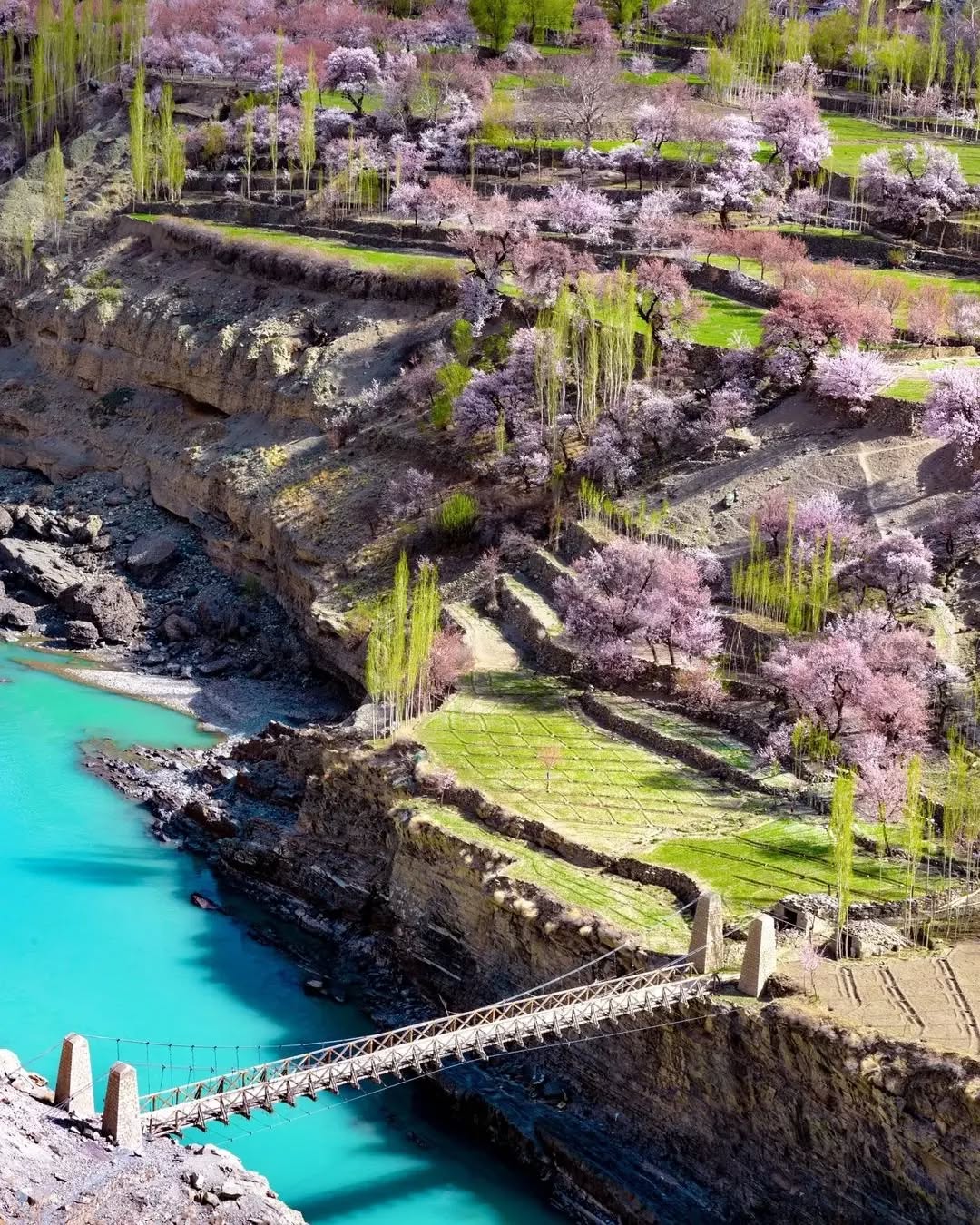 7 Day Apricot Blossom Tour Leh Ladakh