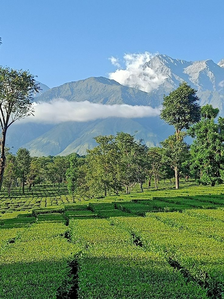 Palampur tea gardens with Dhauladhar mountains in Himachal Pradesh