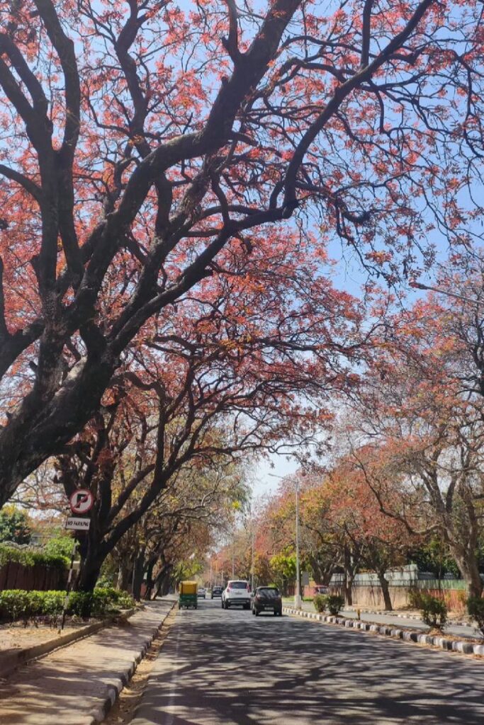 Chandigarh city