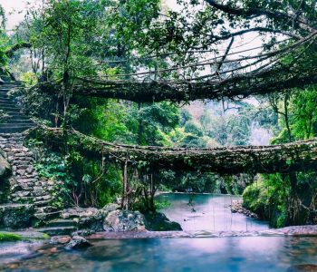 Root-bridges-in-Shillong